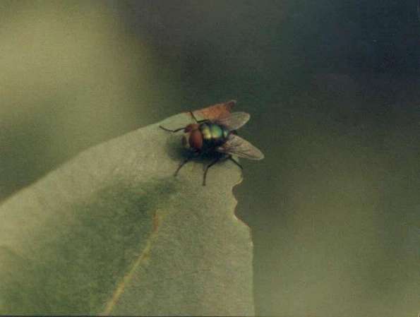 A fly