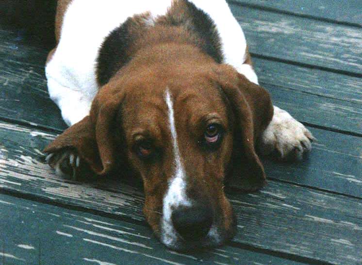My dog